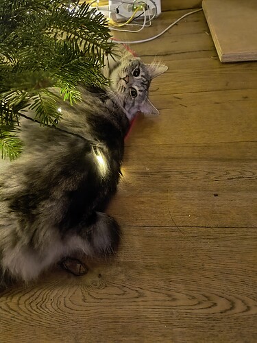 IMG_20241223_200255280