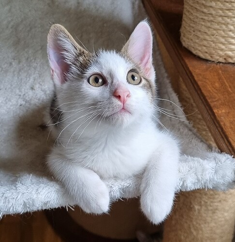 Oalf1