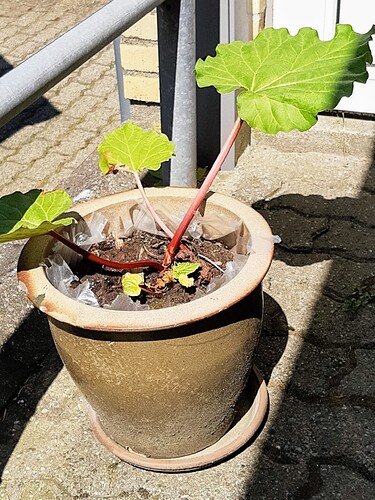 IMG_20220523_134101714_MP