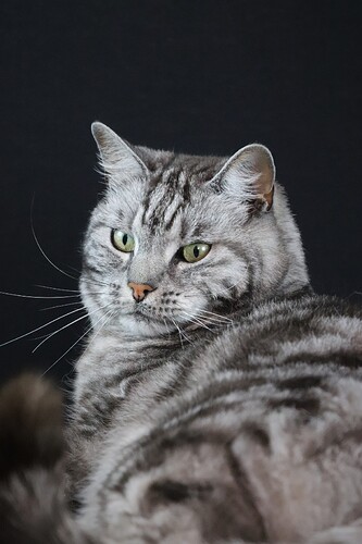 McCoy, taget af Esben d. 6.4.2022 nr (16) red