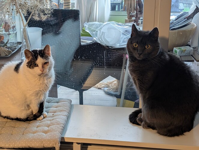 PXL_20251207_095005483.MP