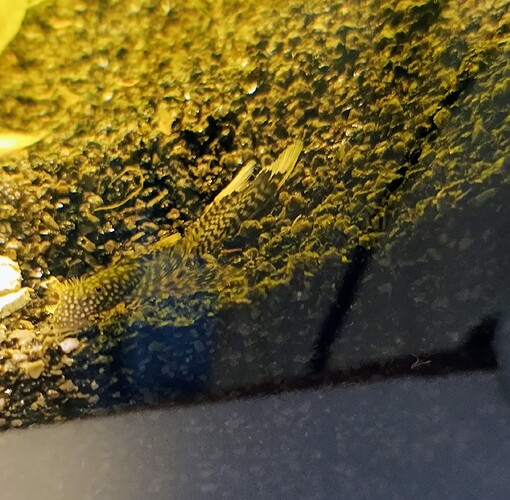 IMG_20240608_192537375_AE