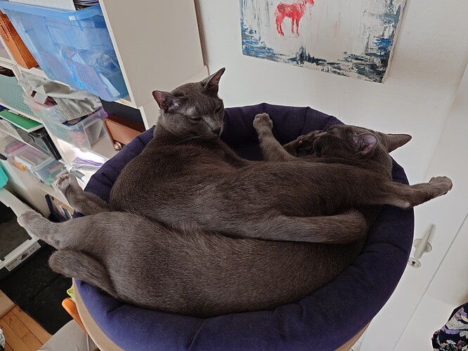 Frederik og Sisi 23062026