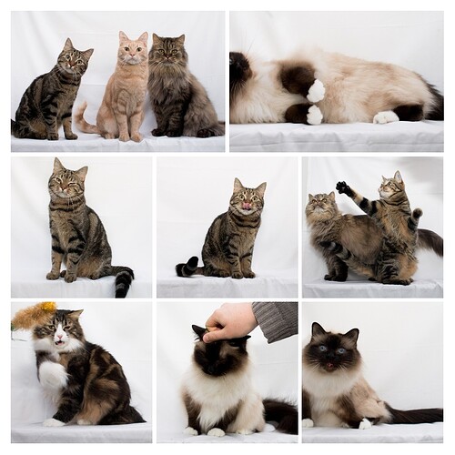 20220120_140557-COLLAGE