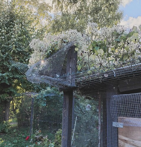 IMG_20250929_170915_edit_734230968796942