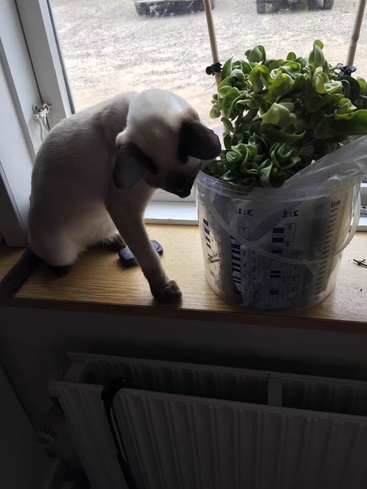 14322210_10210504047505549_8793634852110525318_n