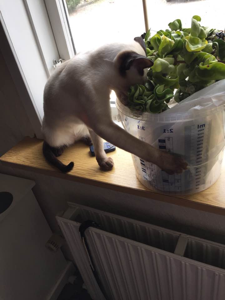 14237631_10210504046785531_5032471023396781386_n