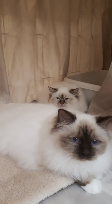 81981814_500931830537882_4265633257778839552_n