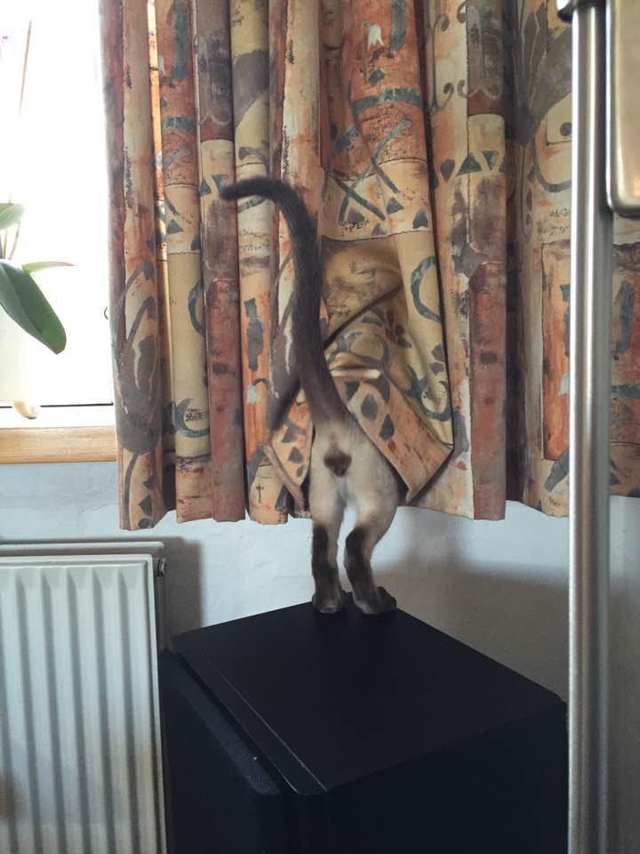 14095895_10210283711277281_2308440851631796244_n