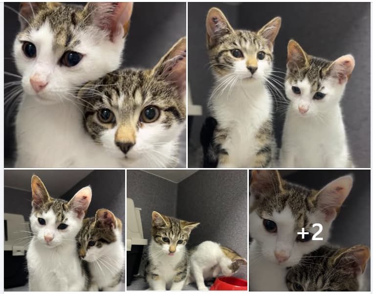 Skærmbillede 2025-08-12 083858